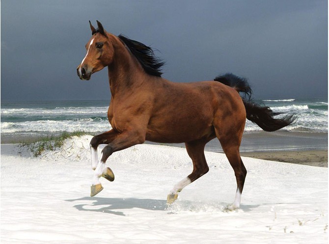 世界名马介绍之内蒙古三河马,世界十大名马排行榜top6