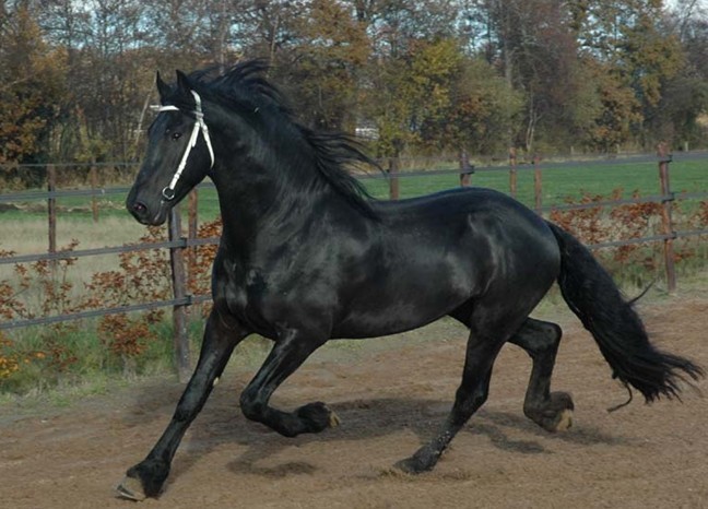 纯血马——世界上速度最快、身体结构最好的马匹